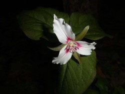 Painted Trillium Photo: Arthur Tenan