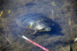 Painted Turtle Photo: Ken Hatch