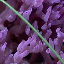 Coral fungus Photo: Will Murphy