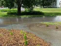 Runaway Woodchips and Resilience Photo: Nancy Farwell