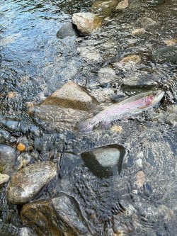 Rainbow trout Photo: Thomas Tremblay