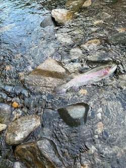 Rainbow trout Photo: Thomas Tremblay