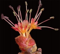 Photographer's Notebook: Tree and Shrub Flowers Photo: Jerry Jenkins