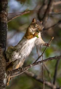 Red squirrel Photo: Larry Litke