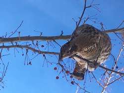 Ruffed grouse Photo: Fred Kamerling