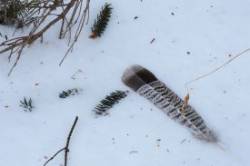 2_ruffed_grouse_feather.jpg