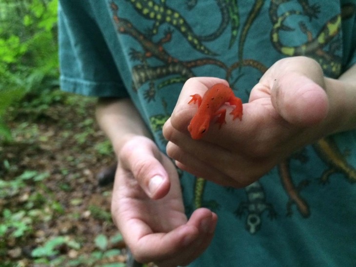 Red eft