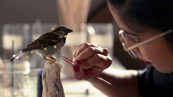 Taxidermy as a Tool for Conservation