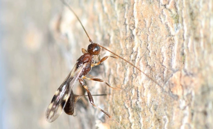 2_spathius_galinae_wasp.jpg