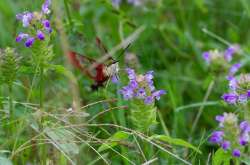 Sphinx Moth Photo: Brett Haranin