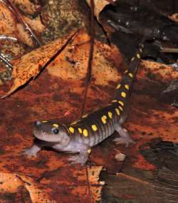 Spotted salamander Photo: Tami Gingrich