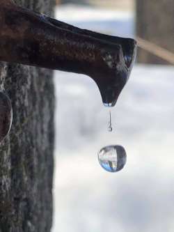 Tapping trees Photo: Bryn Nelson