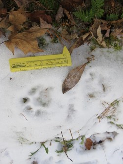 Tracking Bobcat Photo: Cheryl Dziura-Duke