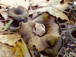 Tree frog Photo: Cindy Morin