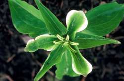 Trillium teratologic Photo: Dave Spier