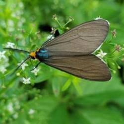 Virginia Moth Photo: Krista Meyerhoff