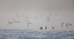 Winter Waterfowl Photo: Tig Tillinghast