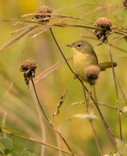 September 2016 Photo: Lewis Holmes