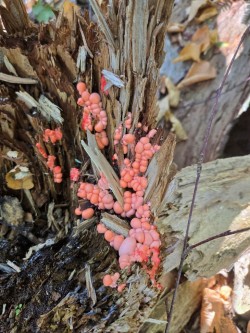 Wolf milk Photo: Bill Arnold