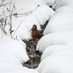 American woodcock Photo: Sandy Dannis