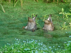 Molting mallards Photo: Scotty Gladstone
