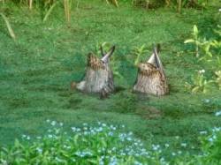 Molting mallards Photo: Scotty Gladstone