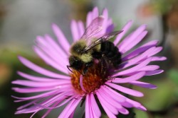 Bee getting nectar Photo: Jackson Saul