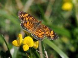 Pearl crescent Photo: Charlie Schwarz