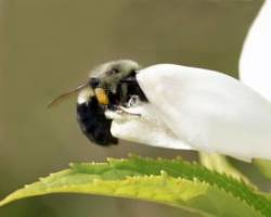 Turtlehead Photo: Sheri Larsen