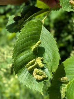 Elm gall Photo: Jack Nelson