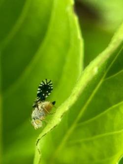 Ragweed fly Photo: Lynette Reep