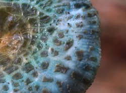 Russula mushroom Photo: Christine Young