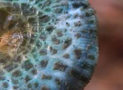 Russula mushroom Photo: Christine Young