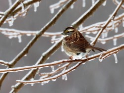 30-young-white-throated-sparrow.jpg