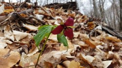 30_2016trillium.jpg