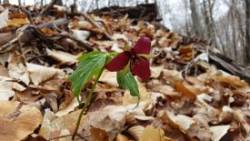 30_2016trillium.jpg