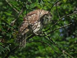 Barred owl Photo: Charlie Schwarz