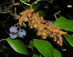 Datana caterpillars Photo: Tami Gingrich