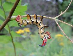 hickory horned devil Photo: Tami Gingrich