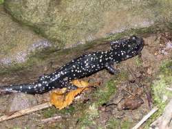 Salamander Photo: Charlie Schwarz