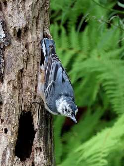 Nuthatch Photo: Charlie Schwarz