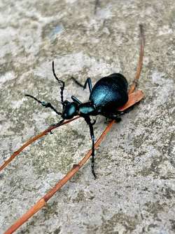 Oil beetle Photo: Margie Manthey