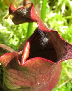 Bog Pitcher Plant Photo: Armando Stettner