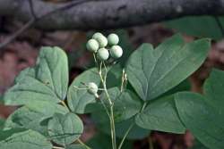 Blue cohosh fruit Photo: Judy Sweet