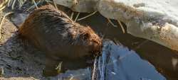 Busy beavers Photo: Andrei Burnin