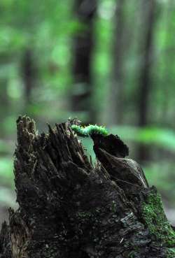 Cecropia Photo: Cheryl Metcalf