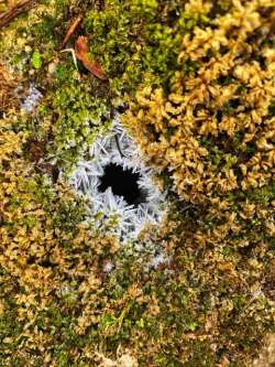 Chipmunk hole Photo: Cheryl Metcalf