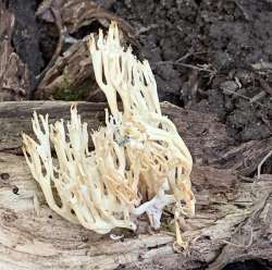 Coral fungus Photo: Tricia Knoll