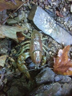Crayfish Photo: Bonnie Honaberger