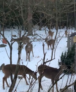 Deer party Photo: Bill-lee Abbott